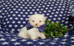Miniature Poodle dogs for sale: Broderick - Image 3