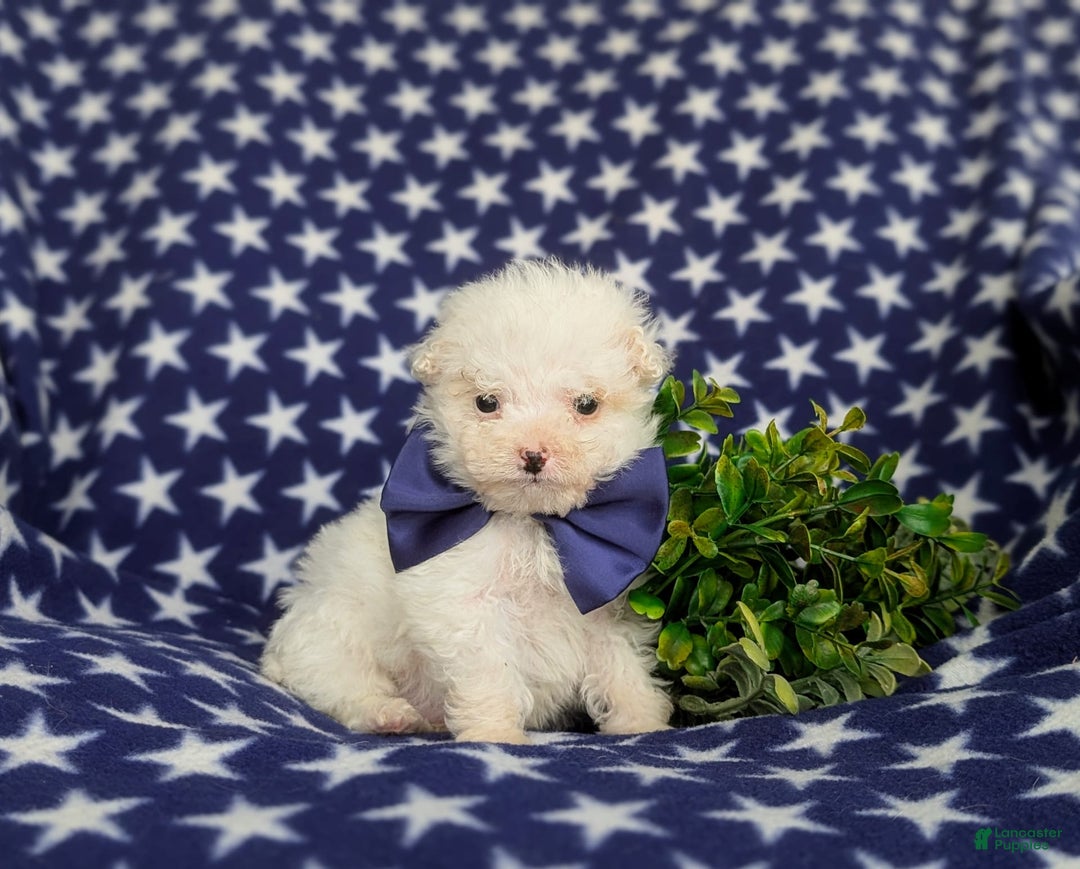 Miniature Poodle dogs for sale: Broderick - Image 3