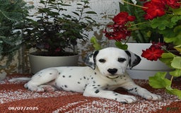 Dalmatian dogs for sale: Sara - Image 2