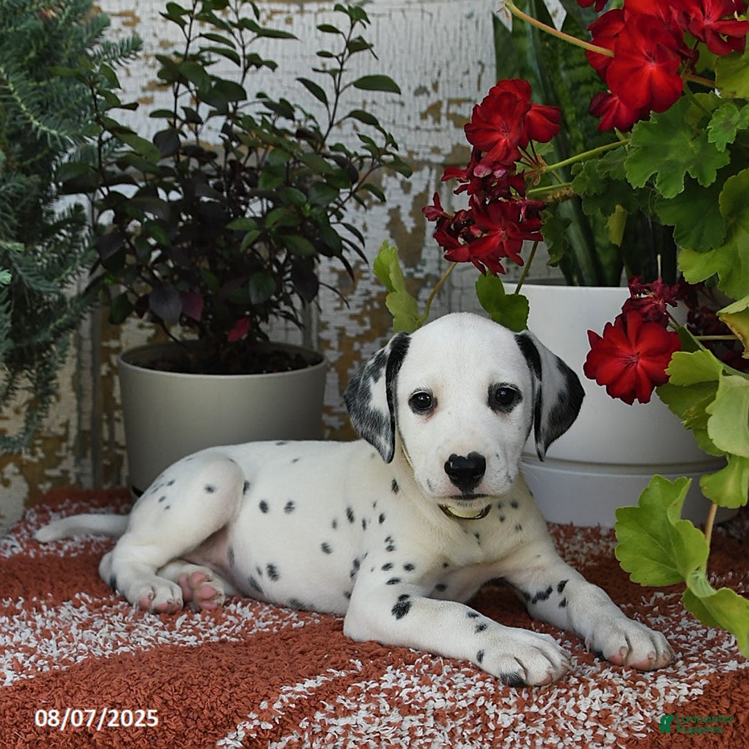 Dalmatian dogs for sale: Sara - Image 2