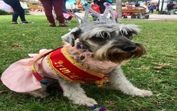 Miniature Schnauzer dogs for sale: Jake - Image 3