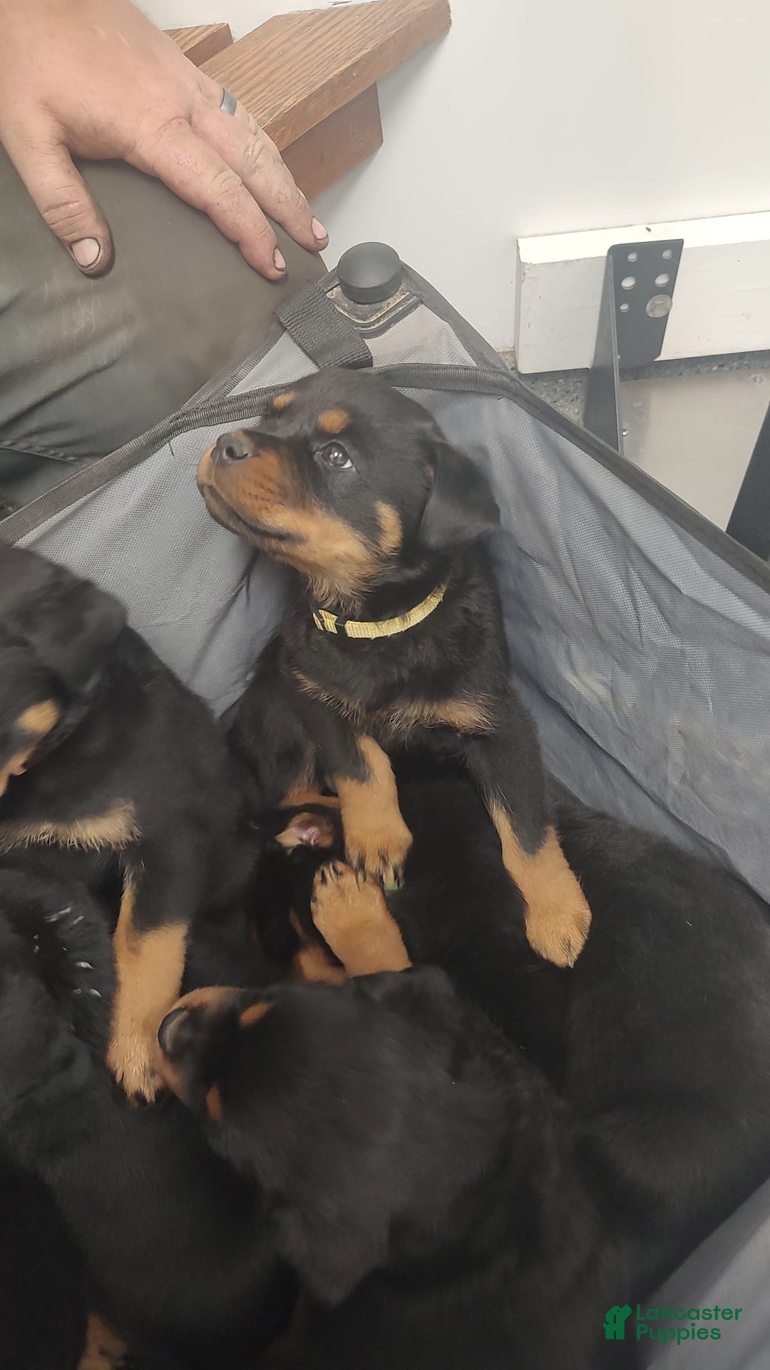Rottweiler dogs for sale: Rottweiler 8 puppies - Image 4