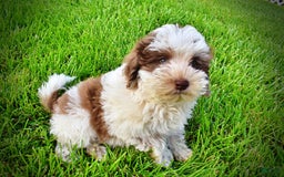 Havapoo dogs for sale: Vixen - Image 18