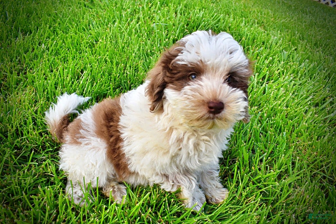 Havapoo dogs for sale: Vixen - Image 18