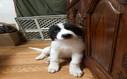 Great Pyrenees dogs for sale: Trish - Image 8