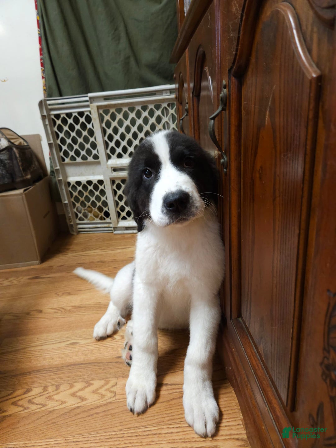 Great Pyrenees dogs for sale: Trish - Image 8