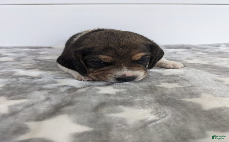 Beagle dogs for sale - Ad 1