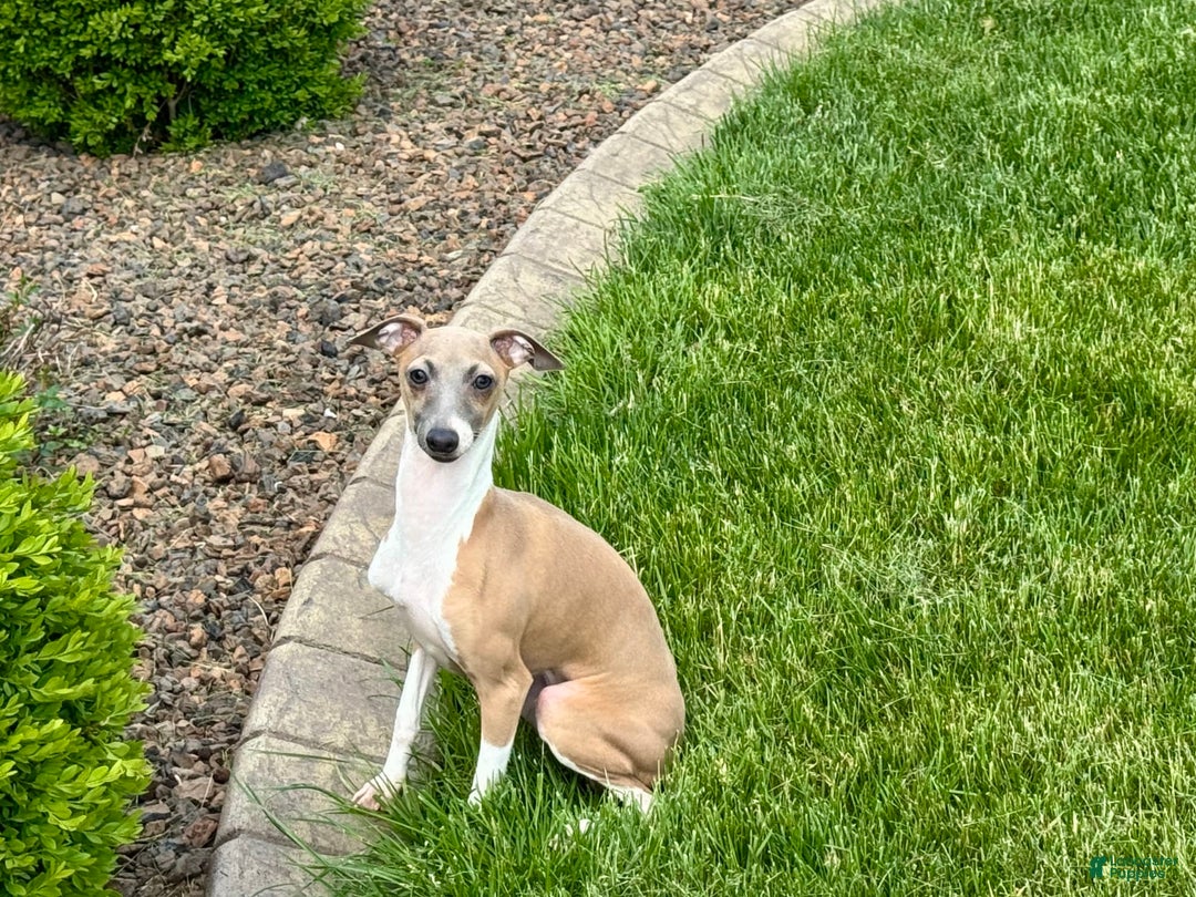 Italian Greyhound dogs for sale: Gerald - Image 16