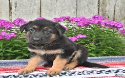 German Shepherd dogs for sale: Kelsey - Image 1