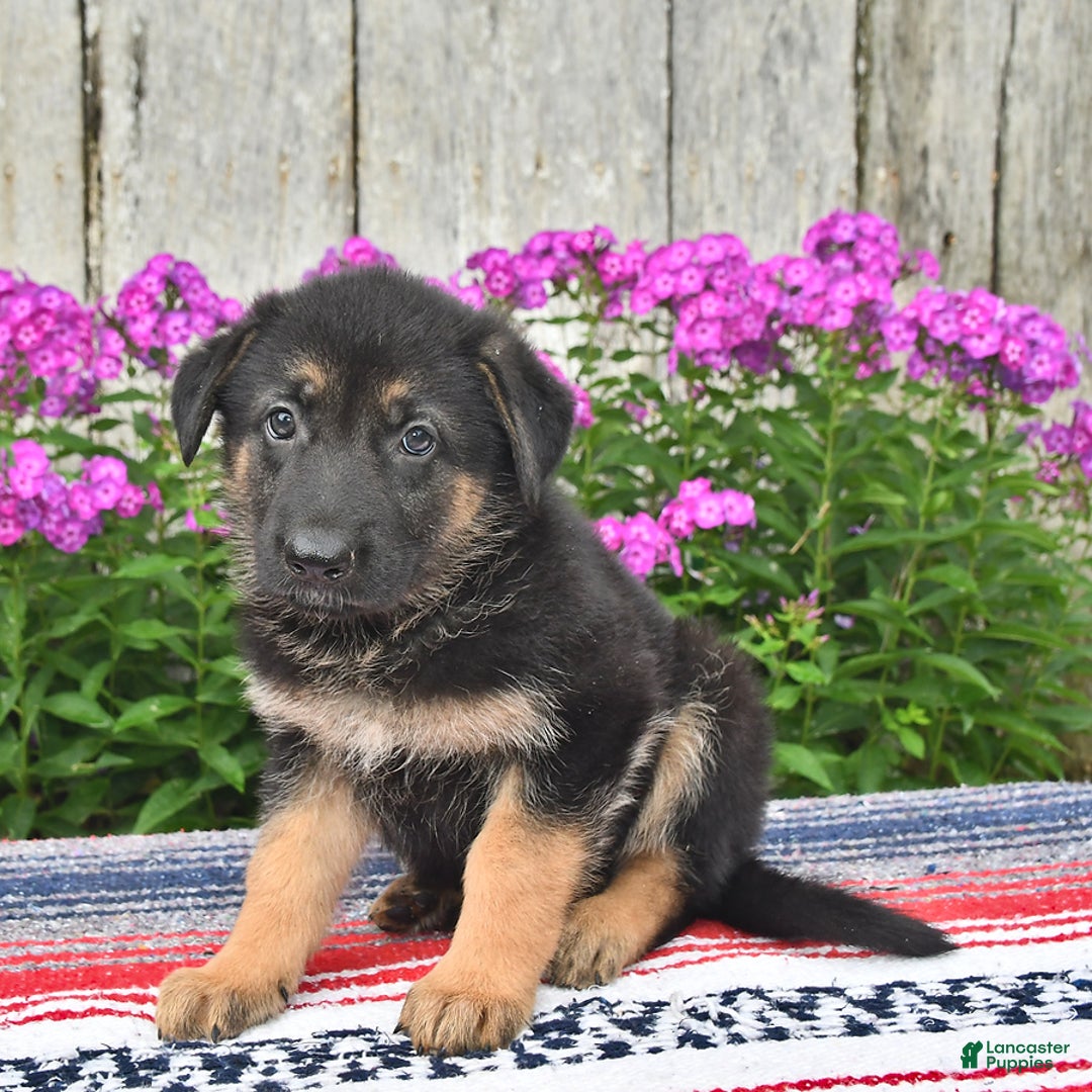 German Shepherd dogs for sale: Kelsey - Image 1