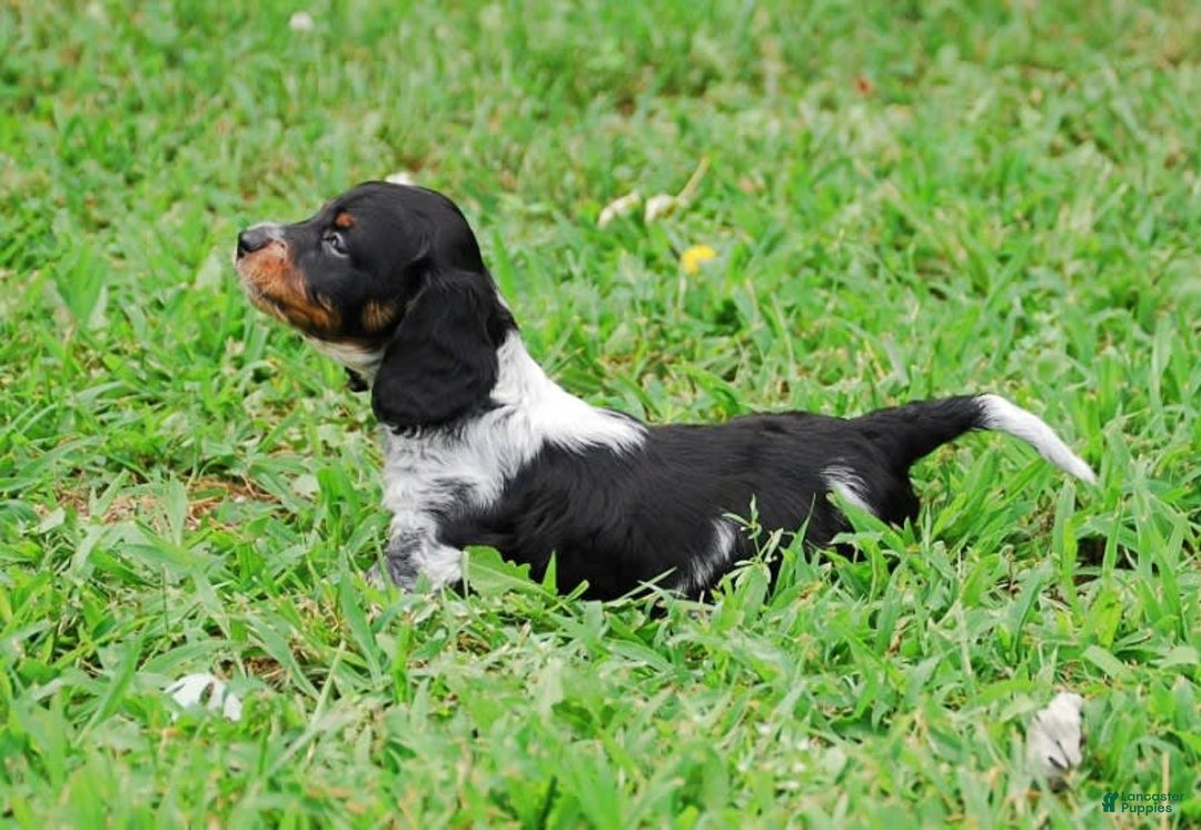 Dachshund dogs for sale: Akc Prince - Image 8