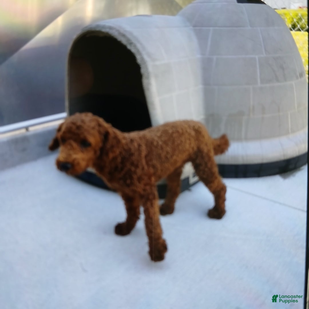 Cavapoo dogs for sale: Sharla - Image 7