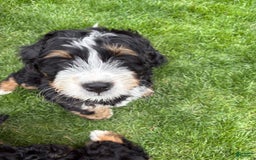 Bernedoodle dogs for sale: Prudence - Image 5