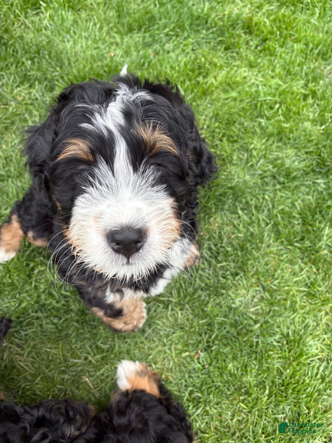 Bernedoodle dogs for sale: Prudence - Image 5