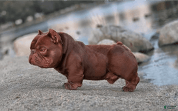 American Bully dogs for sale: Havoc - Image 9