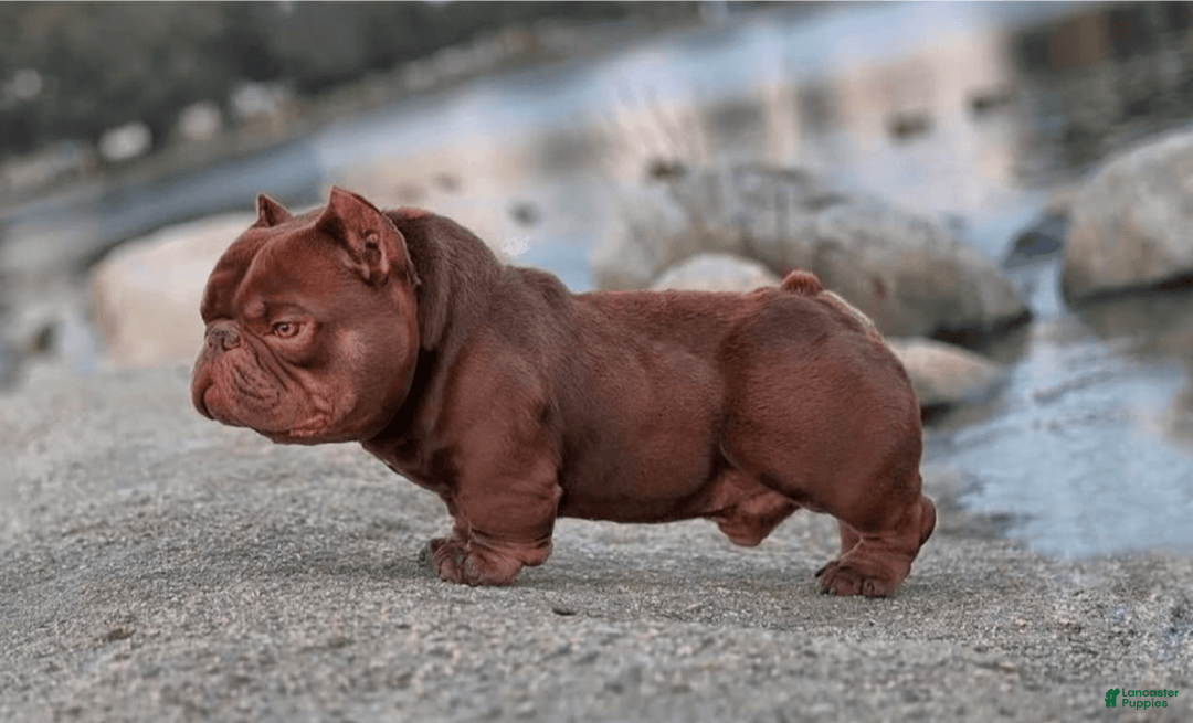 American Bully dogs for sale: Havoc - Image 9