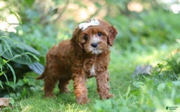 Cavapoo dogs for sale: Dolly - Image 6