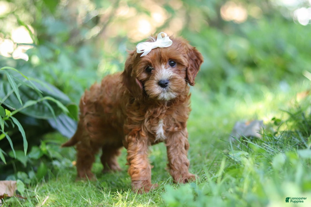 Cavapoo dogs for sale: Dolly - Image 6
