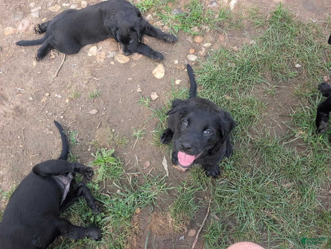 Labrador Retriever dogs for sale: Puppy 7 - Image 2