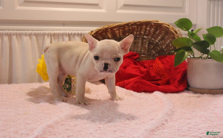 French Bulldog dogs for sale - Ad 3