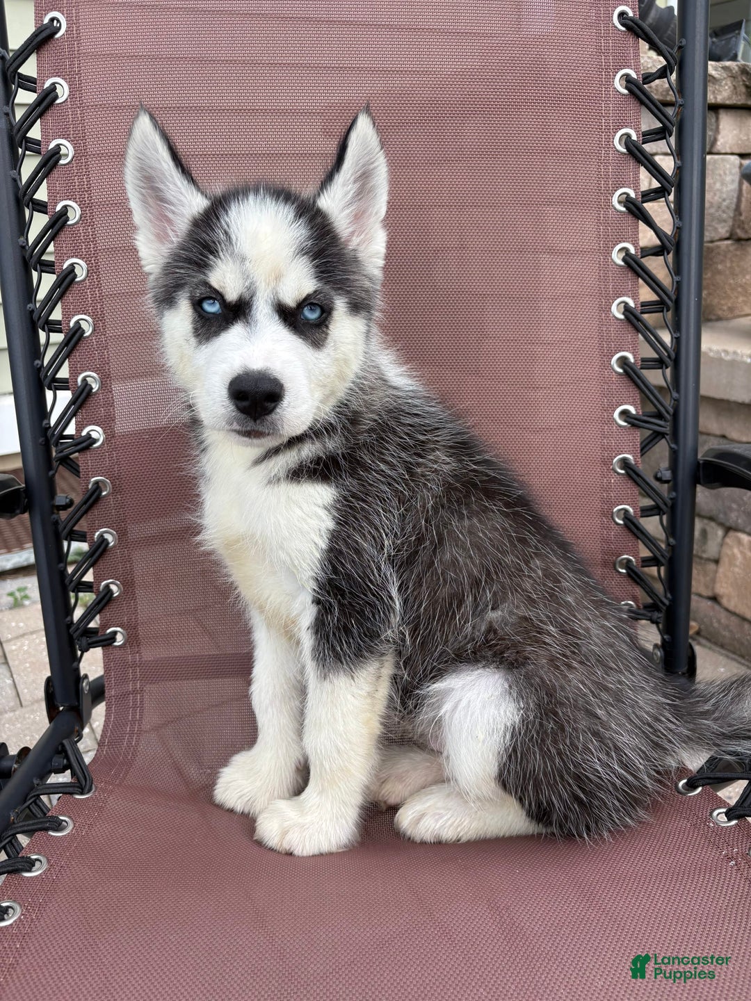 Siberian Husky dogs for sale: Bruno - Image 6