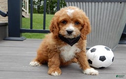 Cockapoo dogs for sale: Lenny - Image 2