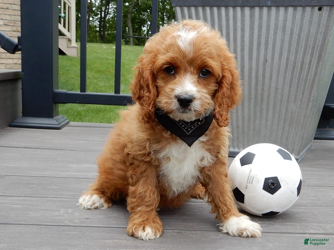 Cockapoo dogs for sale: Lenny - Image 2