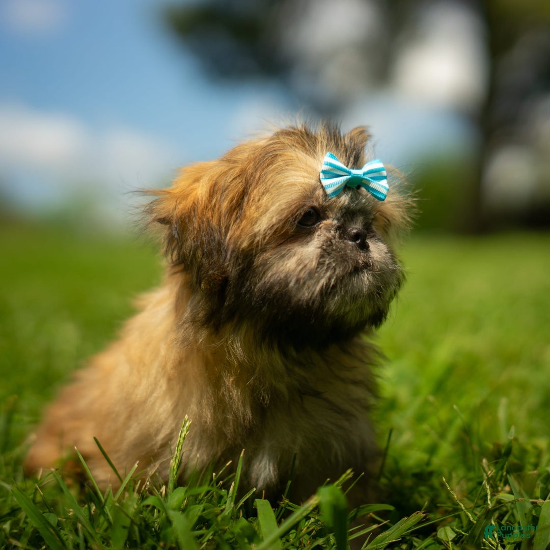 Shih Tzu dogs for sale: Cinnamon Toast Crunch - Image 3
