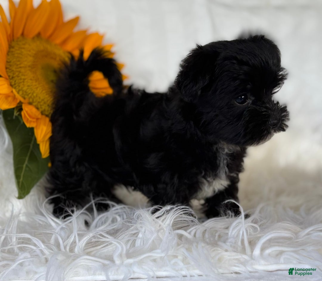 Morkie dogs for sale: LOGAN - Image 3