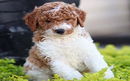 Standard Poodle dogs for sale: Rascal - Image 4