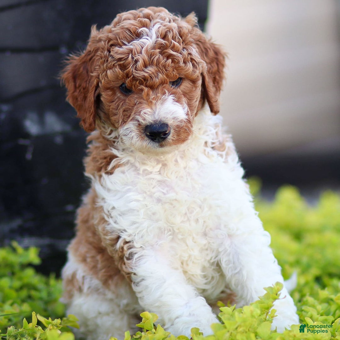 Standard Poodle dogs for sale: Rascal - Image 4