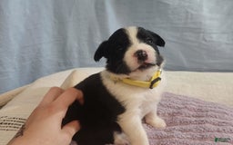 Border Collie dogs for sale: Dasiy - Image 2