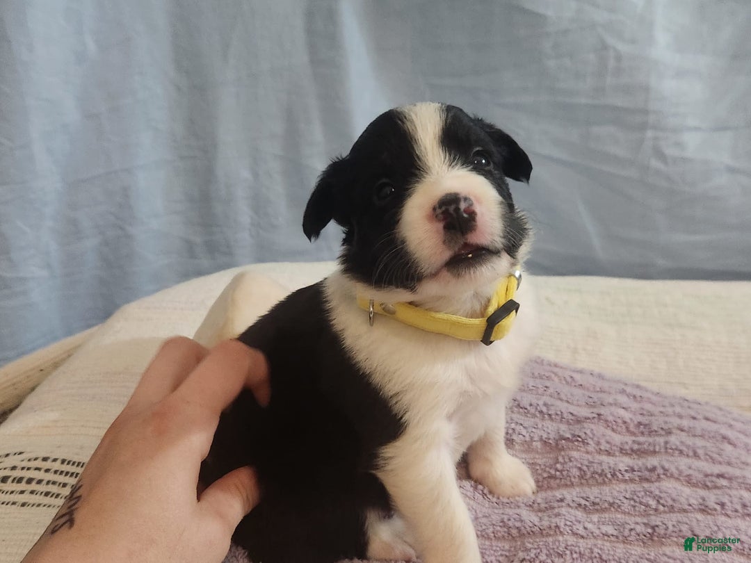 Border Collie dogs for sale: Dasiy - Image 2