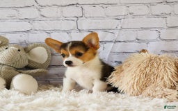 Welsh Corgi Pembroke dogs for sale: Lyla - Image 17