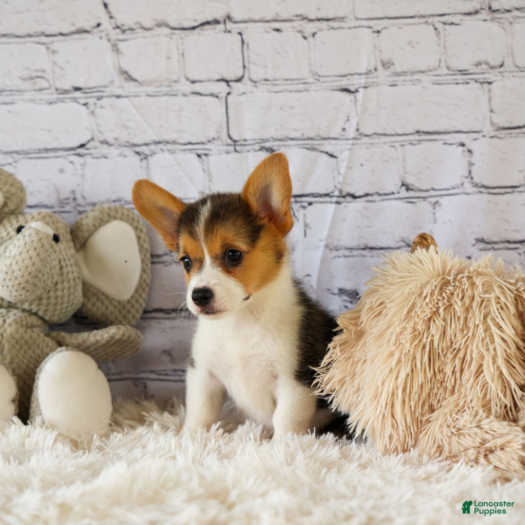 Welsh Corgi Pembroke dogs for sale: Lyla - Image 17