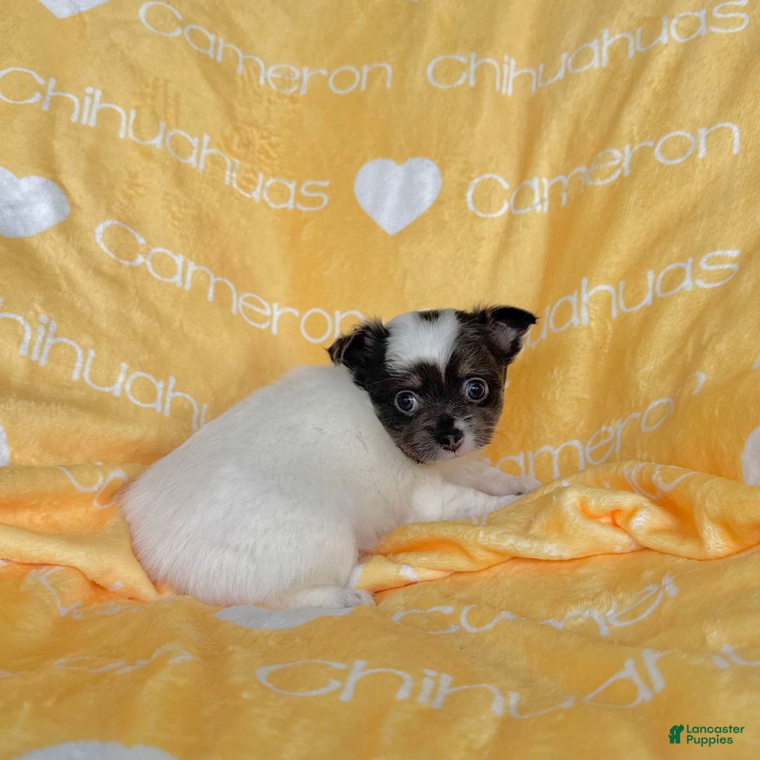Chihuahua dogs for sale: Blue Sky Long Coat - Image 23
