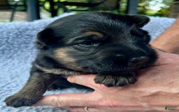 German Shepherd dogs for sale: Boy - Image 25