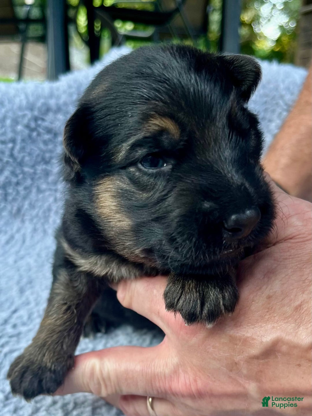 German Shepherd dogs for sale: Boy - Image 25