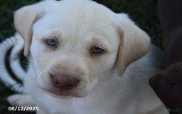 Labrador Retriever dogs for sale: Cody - Image 6