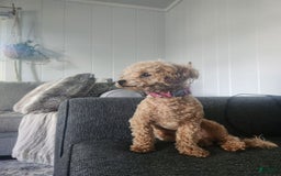 Maltipoo dogs for sale: Teddy - Image 15