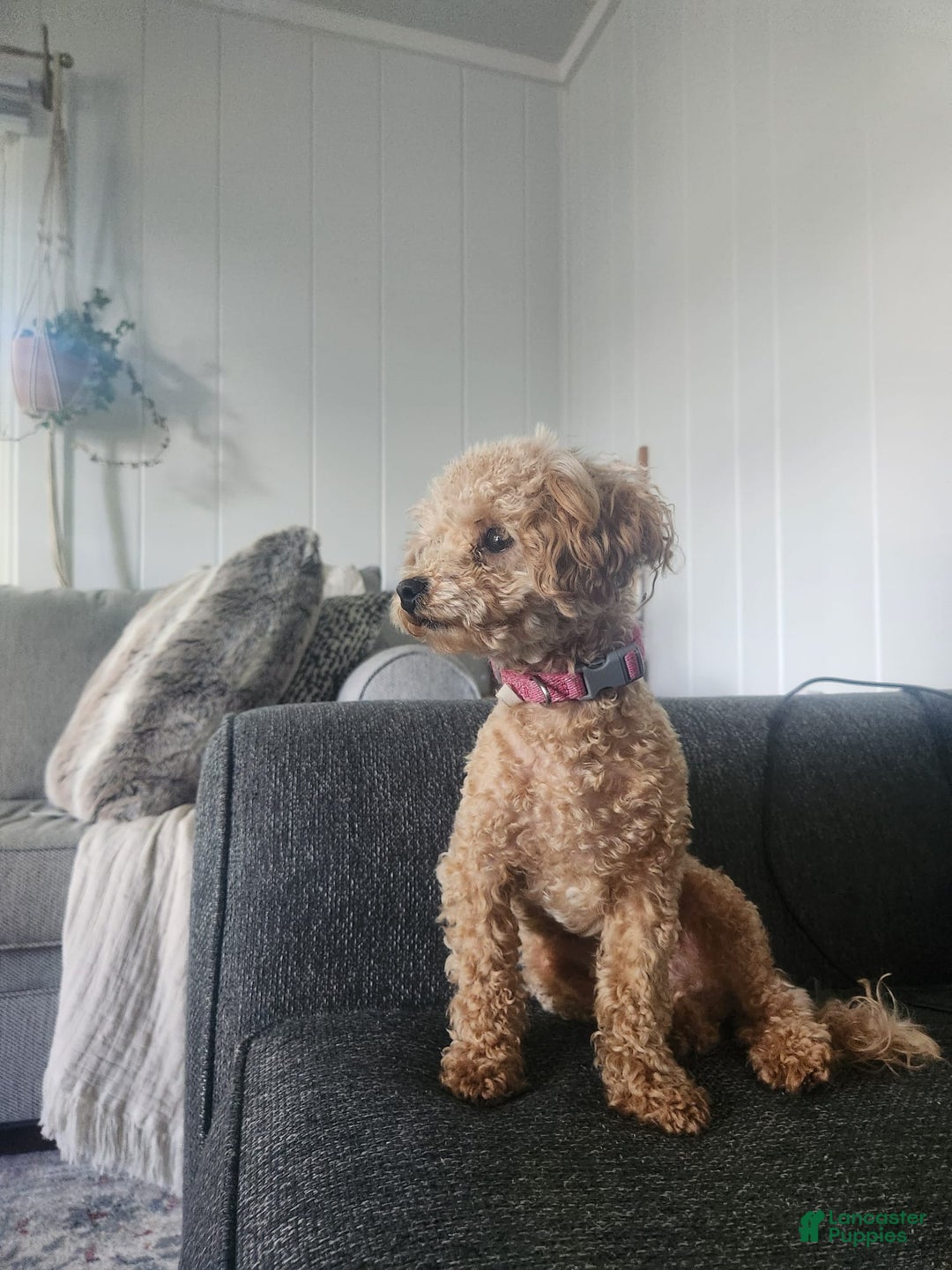 Maltipoo dogs for sale: Teddy - Image 15