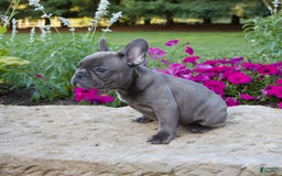 French Bulldog dogs for sale: Winton - Image 5