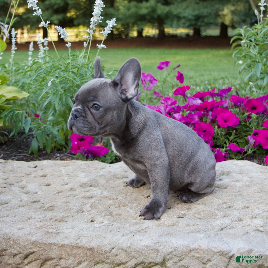 French Bulldog dogs for sale: Winton - Image 5