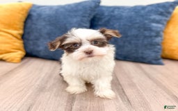 Havanese dogs for sale: Buddy - Image 5