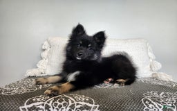 Pomsky dogs for sale: Blossom - Image 2
