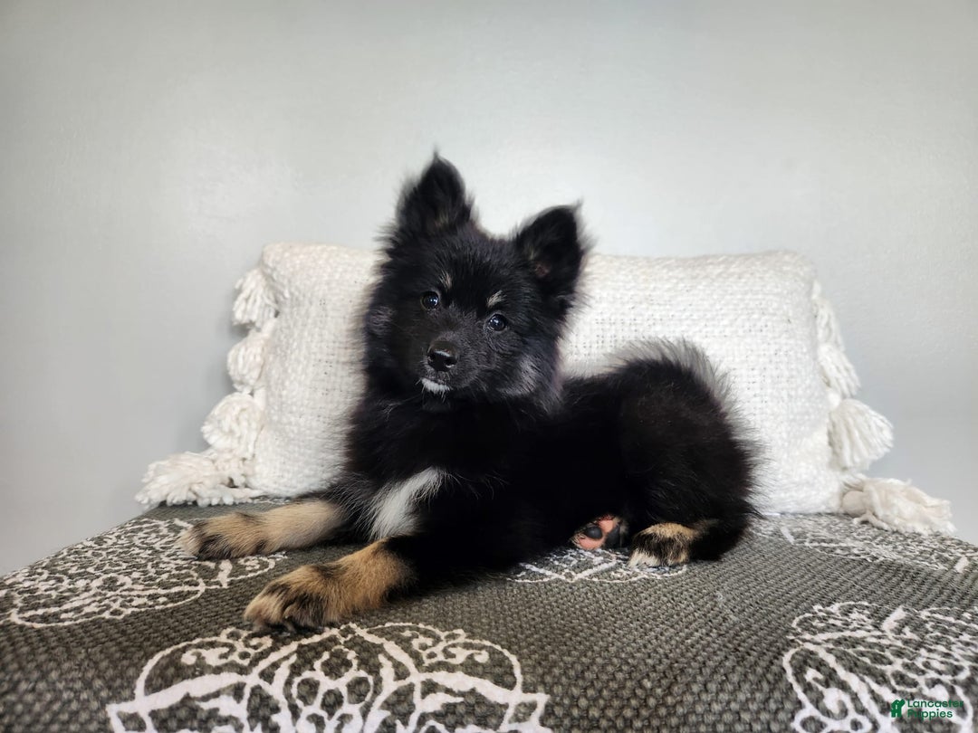 Pomsky dogs for sale: Blossom - Image 2