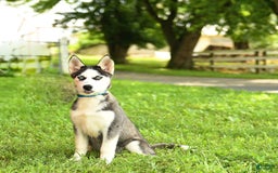 Siberian Husky dogs for sale: Bailey - Image 4