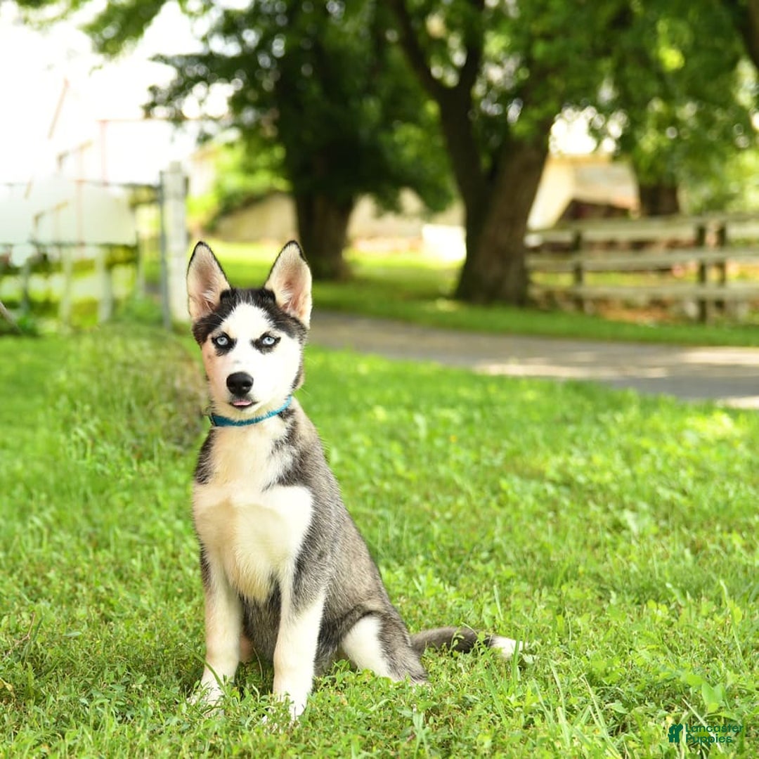Siberian Husky dogs for sale: Bailey - Image 4