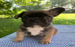 French Bulldog dogs for sale: Gigi - Image 2