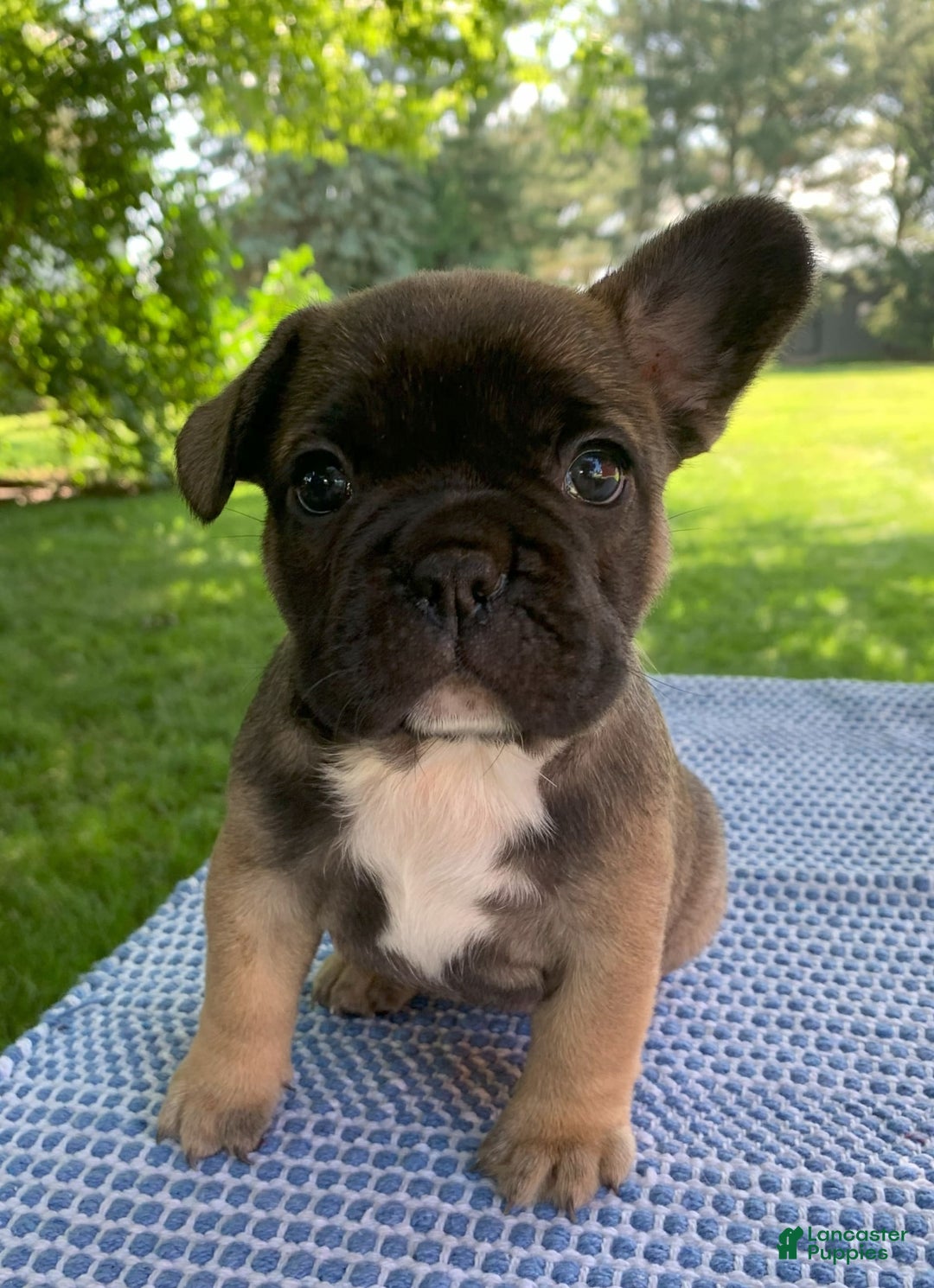 French Bulldog dogs for sale: Gigi - Image 2